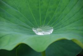 ハスの葉に溜まった水滴