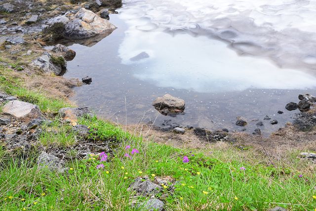 ハクサンコザクラとミヤマキンバイの咲く五色池の水辺