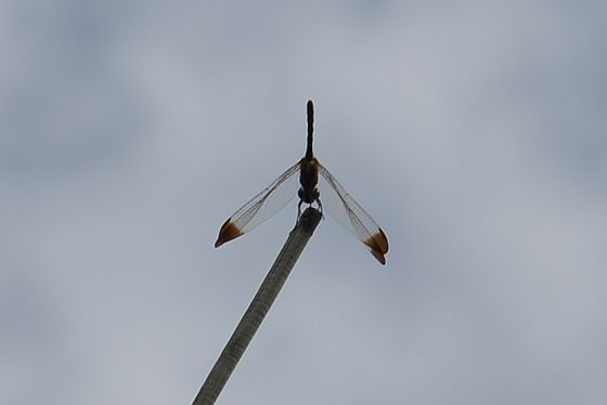 FM通信アンテナに止り羽を休めるトンボ