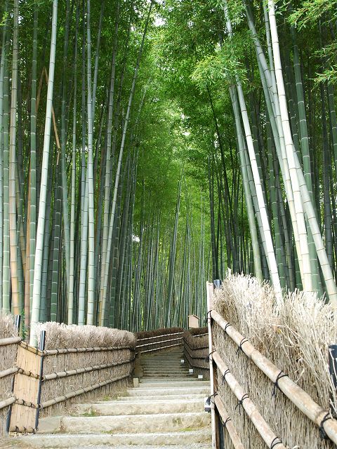 竹の小径と小芝垣