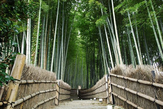 化野念仏寺 竹の小径