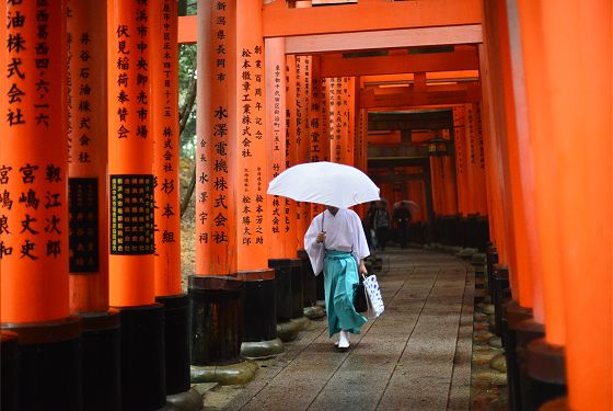 鳥居参道を傘を差して歩く若い神職さん