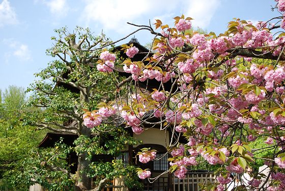 八重桜と傍花閣
