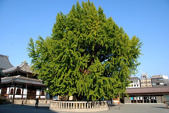 西本願寺 京都市指定保存樹 イチョウ