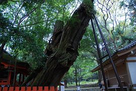 水谷神社の寄生木