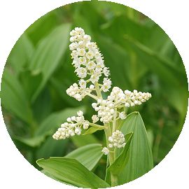 コバイケイソウの花