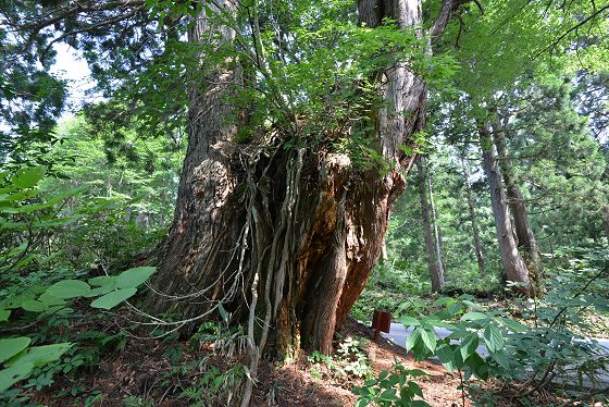 「子育て杉」の名前のとおり幹には幼木が生えています。