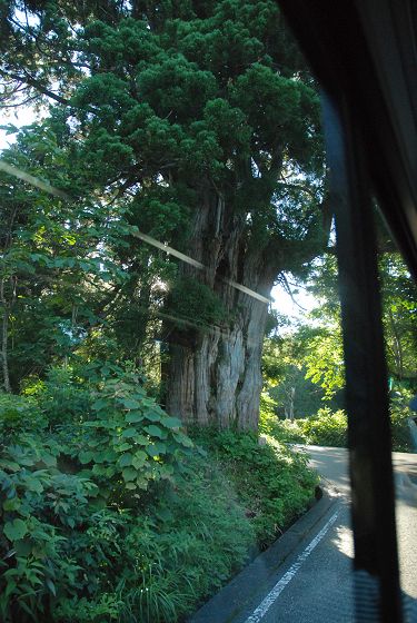 立山高原バスの車窓から見た仙洞杉