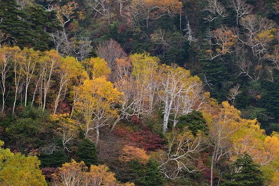 中大日岳から称名谷への斜面の紅葉