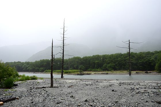 大正池上流の河原にある立ち枯れの木々