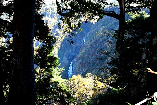 伏拝みからは、杉の木立の間に称名滝の一部が見えます。