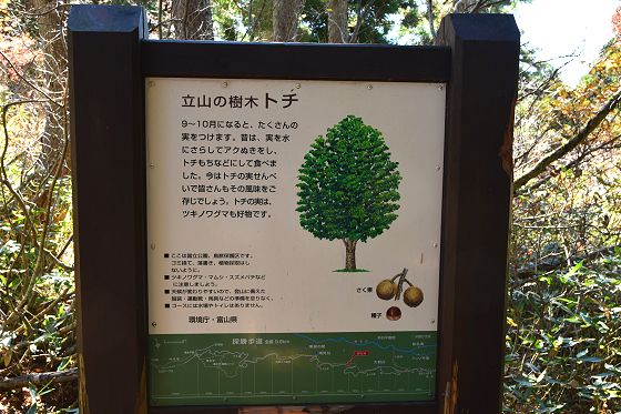 1408m地点の休憩広場にある「立山の樹木 トチ」説明板