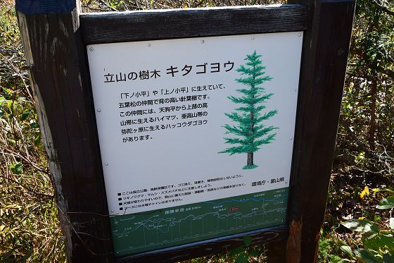 1350m地点の休憩広場にある「立山の樹木 キタゴヨウ」説明板