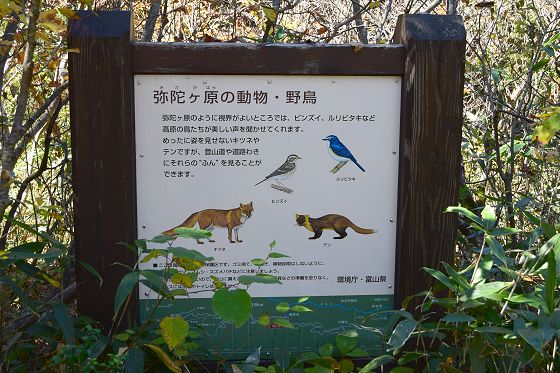 1290m地点の休憩広場にある「弥陀ヶ原の動物・野鳥」説明板