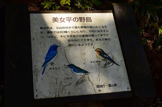 984m地点の分岐にある「美女平 の野鳥」説明板