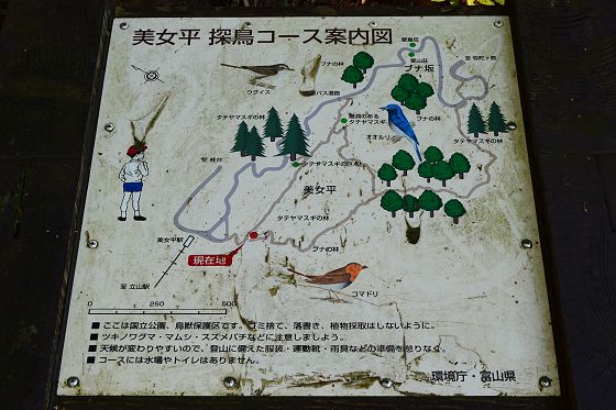 984m地点の分岐にある「美女平 探鳥コース案内図」