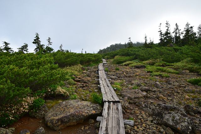 アラスカ庭園を貫く木道