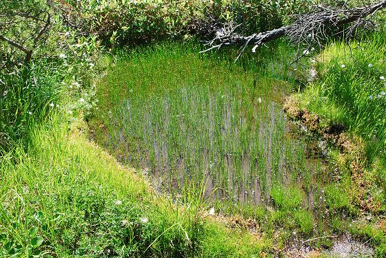 ミヤマホタルイの群落となっている池塘