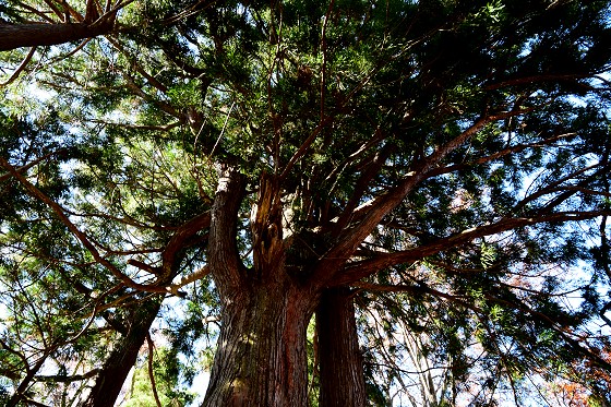 立派な枝ぶりの立山杉
