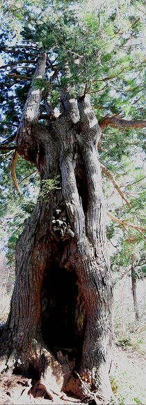 樹洞の立山杉