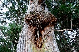 木コブの立山杉
