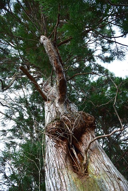 見え上げてみました、木コブのある立山杉