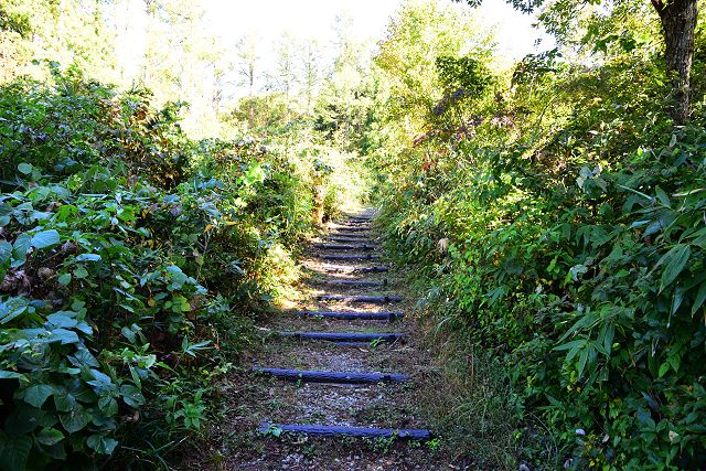 擬木で階段状に整備された登山道を登ります。