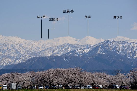 桜並木と春の白馬岳