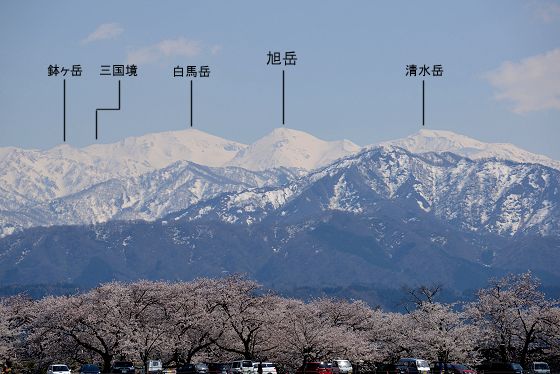 桜並木と春の旭岳