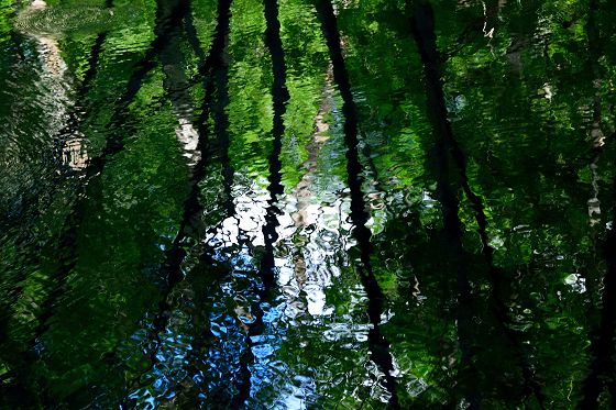 古池の水面に揺らぐ樹影