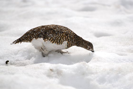 雪を食べるメス雷鳥