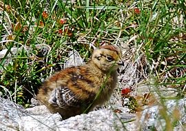 雷鳥のヒナ