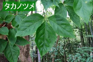 タカノツメ