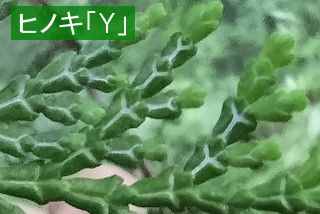ヒノキ気孔