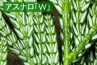 アスナロ気孔