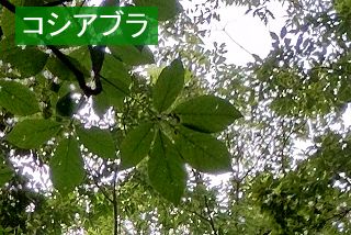 コシアブラ
