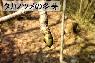 タカノツメの冬芽