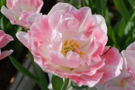 ピンクの八重咲きチューリップ