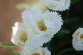 白のフリジン咲きチューリップ