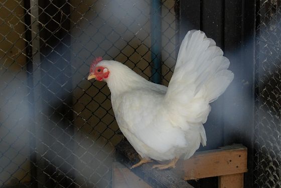 白色 矮鶏