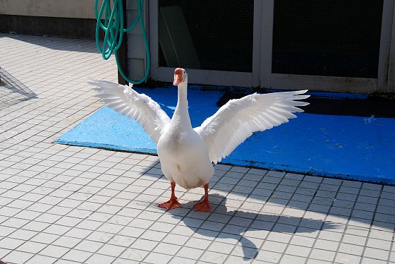 羽ばたくガチョウ