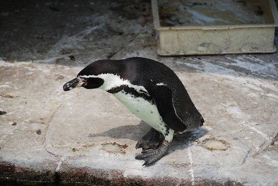 プールに入ろうか思案中のフンボルトペンギン