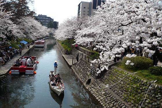 松川べりの桜と笹舟