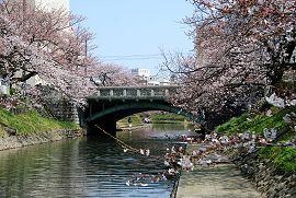 桜の時期の桜橋
